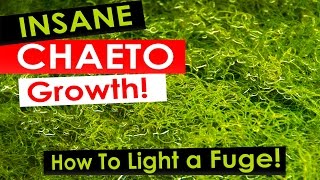 Insane Chaeto Algae Growth  How to light your refugium with Chaetomorpha [upl. by Hornstein]