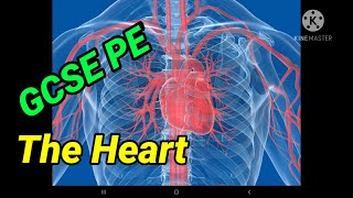 The Heart  GCSE PE  Parts of the Heart [upl. by Asuncion]