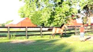 Buckskin Lusitano Yearling Mare  For Sale [upl. by Charmian313]