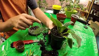 Dividing and Repotting a Primulina Keiko [upl. by Lleddaw458]