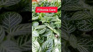 Fittonia Care  fittoniaplant fittonia gardening plants [upl. by Vogeley]