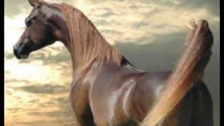 Celin Dion  arabische paarden [upl. by Mok1]