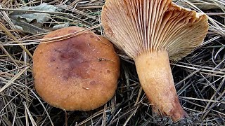 Narandžasta mlečnica  Lactarius aurantiacus 25122017 [upl. by Narik599]