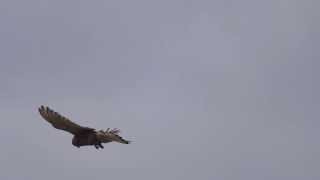 Peregrine falcon hunting hovering over and diving around Cornish cliffs UK  cont [upl. by Renny]