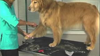 How to Groom A Golden Retriever  Jodi Murphy Instructional Video Series [upl. by Mooney]