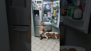 Funny Basset Hound and Baby Break Into Fridge [upl. by Elvah]