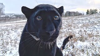 A snowy day with Luna the panther 😸 We are catching a tit🙈 [upl. by Pacorro]