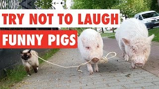 Try Not To Laugh  Funny Pigs Video Compilation 2017 [upl. by Ntsud591]