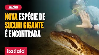 NOVA ESPÉCIE DE SUCURIVERDE GIGANTE É DESCOBERTA EM RIO DA AMAZÔNIA [upl. by Asilenna]