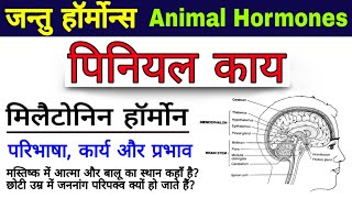 Human Hormones  hormones  hormone in hindi  endocrine system in Hindi  Pineal body  हॉर्मोन्स [upl. by Faustine33]