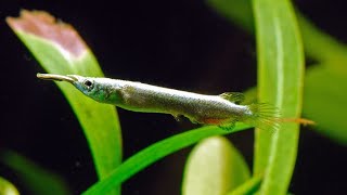 Halfbeak Tetra Care And Feed In Tamil [upl. by Lockhart121]