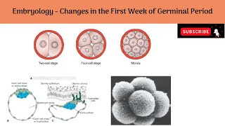 Changes in the First Week of Germinal Period  Cleavage Division  Formation of Morula amp Blastocyst [upl. by Nitaf135]