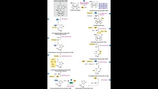 Steps in the pathway for Inosine Monophosphate IMP [upl. by Tuddor]