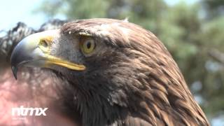 El Águila Real símbolo de la identidad nacional [upl. by Dibb642]