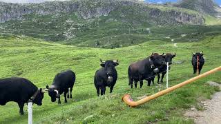 EringerKühe mögen auch Naturtöne auf der Bettmeralp im Juli 2024 [upl. by Leunamnauj]