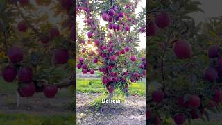 Apple tree amazing apple farm usa viralvideo shorts [upl. by Sarat692]