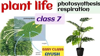 plant life  photosynthesis and respiration icse biology class 7 [upl. by Madoc]