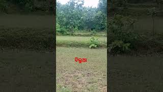 Jackal sound 🐺animals amazing ytshortsvideo viralvideo 😲😱Petuvlogs [upl. by Lenrow]