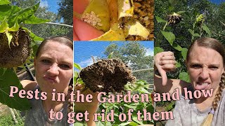 PESTS in the GARDEN and how to get RID of them [upl. by Ahsiemaj]