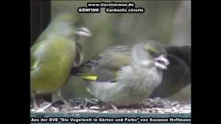 Grünfink Grünling in Gärten und Parks  Carduelis chloris [upl. by Aicineohp]