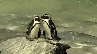 𝑭𝑯𝑫  African Penguins at Boulders Beach  Simons Town [upl. by Greenberg]