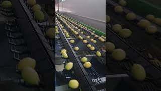 Narenciye boylama makinesi grading fruit machine sorting türkiye limon Narenciye [upl. by Jagir]