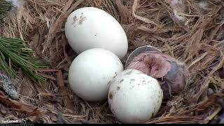 AMAZING Hatch Footage First RedTailed Hawk Chick quotI1quot Hatches – April 29 2019 [upl. by Nallij]