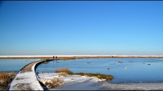 Wanderung von NordseebadBurhave HalbinselButjadingen zum Langwarder Groden am 31012021 [upl. by Aliac]