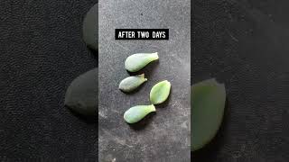 Propagation of Echeveria Succulent from Leaf 🥬 [upl. by Ardnyk]