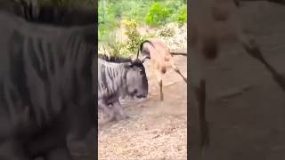 Confused Wildebeest Cant Recognize Its Own Baby – Heartwarming Wildlife Moment [upl. by Seel]