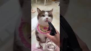 cat vs spray bottle  cat1 spray bottle 0 😂 fearless cutecats spraybottle catsnipsViral44 [upl. by Eemla]