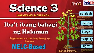 Ibat ibang Bahagi ng Halaman  with activity and answer key  SCIENCE 3  QUARTER 2 [upl. by Hsevahb690]