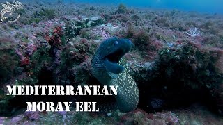 quotTHE HUNTER LA GRAN MORENA MEDITERRÁNEA Muraena helenaquot 4K English subtitled [upl. by Eatnoj680]