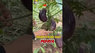 Planting papaya goes viral can you grow eggplant 🍆✨🌍 Part 01 growhappy buah didunia [upl. by Godewyn]