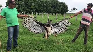 Harpy Eagle shot after killing lambs in Pará Brazil [upl. by Terpstra]