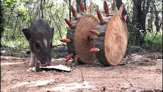 Use a sharp stick like a car tire to put a pigwildlife bigpig pigging [upl. by Jeb]