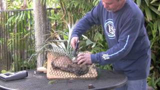 Remounting Staghorn Ferns [upl. by Fannie]