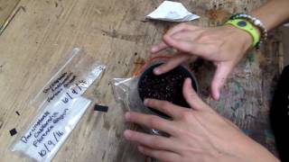 Stratification and Planting Darlingtonia Californica [upl. by Iznyl182]