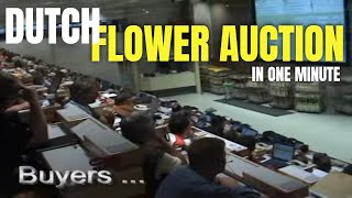 Daily flower auction in Netherlands  Fastest auction in Europe [upl. by Anis]