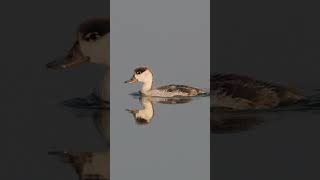 Common shelduck duckling Tadorna tadorna shortvideo birds duckling [upl. by Oiralednac532]