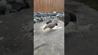 European Starling Talking  Wild Birds Eating CloseUp [upl. by Rennerb116]