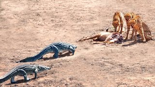 2 Crocodiles Chase 3 Cheetahs off Buck [upl. by Itsrejk]