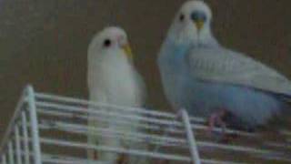 My Budgies Tweeting To Birds On The Pc [upl. by Sarnoff238]