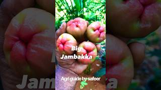 honey Jambakka shorts shortsfeed agri guide safeer [upl. by Mckee222]