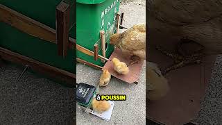 Cet ingénieur a inventé quelque chose de génial pour nourrir ses poules et poussin ingénieur poule [upl. by Shelton]