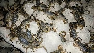 They Sold It For 40 Million DollarsAmazing Scorpion Farming TechnologyScorpion Venom Harvesting [upl. by Tewfik]