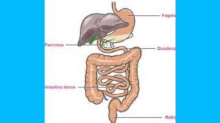 lapparato digerente [upl. by Holladay]