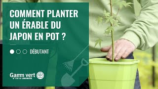 TUTO Comment planter un érable du Japon en pot   Jardinerie Gamm vert [upl. by Wilt]