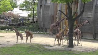 Diergaarde Blijdorp Rotterdam Zoo [upl. by Angelita]