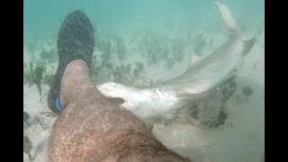 Bitten by a baby Lemon shark [upl. by Fuld]